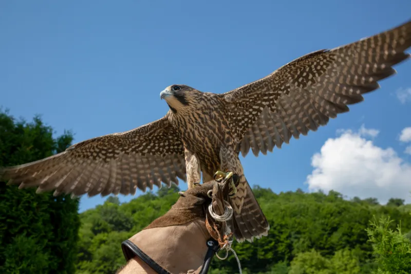 A foto captura um momento de interação entre o falcão e um falconeiro. A ave está pousada em um luva de couro, um equipamento utilizado na falcoaria para manipular aves de rapina de forma segura.