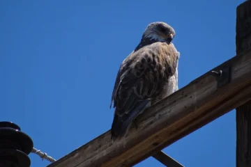 Gavião-carcará em poste de luz, ave de rapina, olhar atento, natureza urbana.