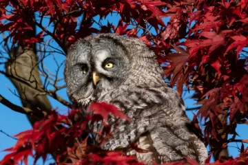 Fotografia artística de coruja-cinzenta em árvore com folhas vermelhas, contraste de cores, natureza, fotografia de fauna.