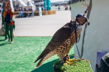 Falcão equipado com um capuz e uma luva, equipamentos comuns na prática de falcoaria. O pássaro está em um ambiente que parece ser uma feira ou exposição, com pessoas e tendas ao fundo.