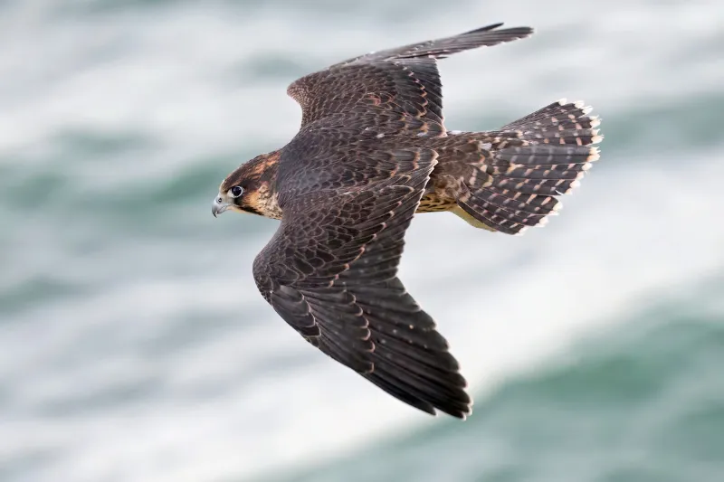 Falcão Peregrino (Falco peregrinus), uma das aves mais rápidas do mundo, conhecida por suas impressionantes habilidades de voo e caça.