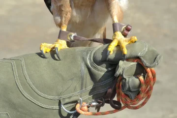 Garras afiadas de um falcão agarradas a uma luva de falcoaria verde. Uma coleira com uma corda laranja está presa à luva de treinamento.