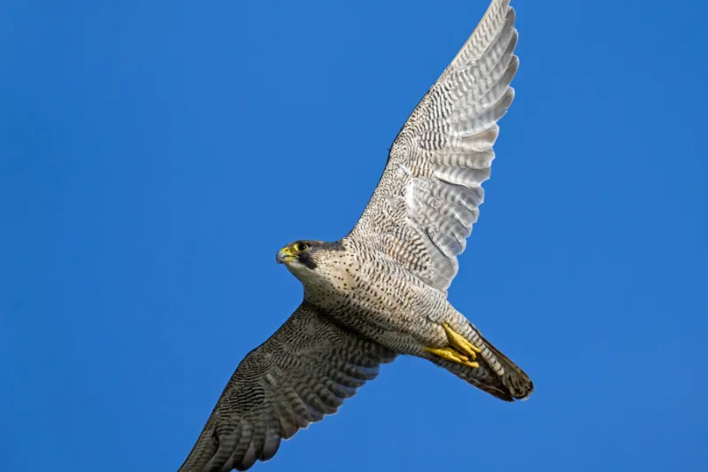 Falcão Peregrino em pleno voo, demonstrando sua incrível velocidade e agilidade, ave de rapina, natureza, fauna.