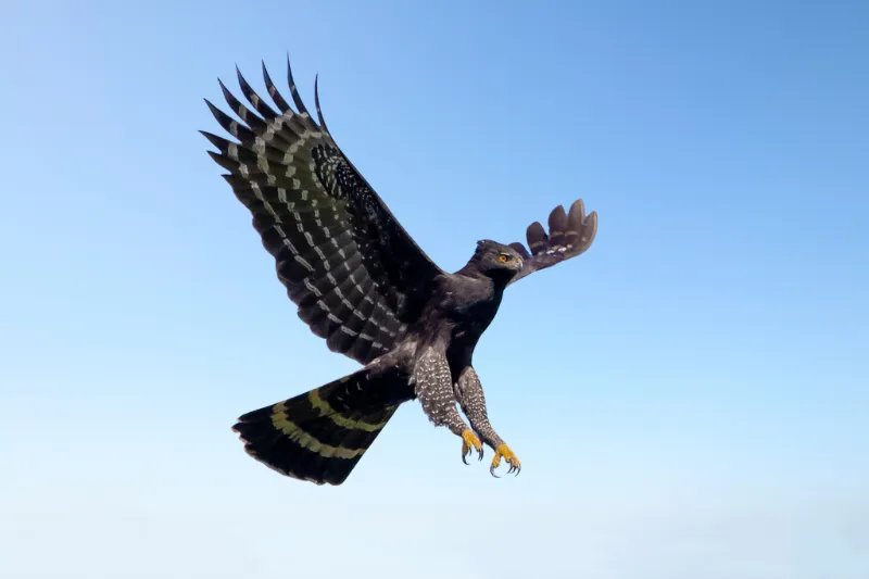 A fotografia captura a beleza e a força do Gavião-Pega em seu habitat natural. A imagem transmite uma sensação de liberdade e poder, características típicas das aves de rapina.