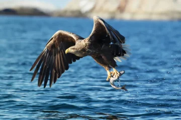 Águia-marinha sobrevoando o oceano, garras afiadas segurando peixe, fotografia de natureza, ave de rapina em seu habitat.