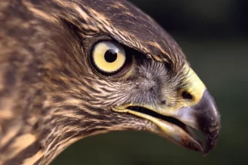 A imagem apresenta um close-up do rosto de uma ave de rapina de bico curvo e afiado e penas escura com nuances de marrom e cinza. Seus olhos grandes e amarelos se destacam na imagem e trazem expressividade.